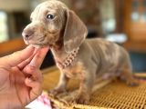 Mavi̇ Gözlü Dachshund Türki̇yede Eşi̇ Yok