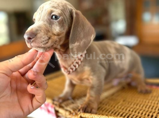 Mavi̇ Gözlü Dachshund Türki̇yede Eşi̇ Yok görsel