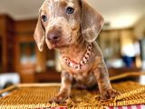 Mavi̇ Gözlü Dachshund Türki̇yede Eşi̇ Yok