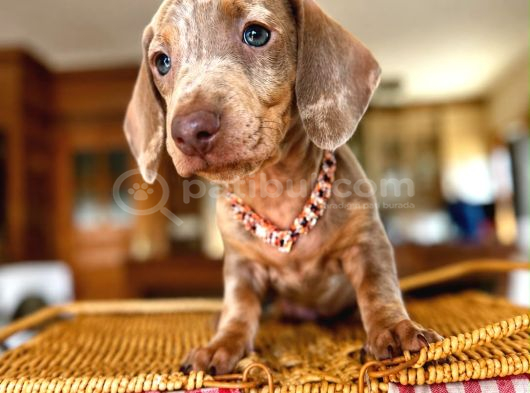 Mavi̇ Gözlü Dachshund Türki̇yede Eşi̇ Yok görsel