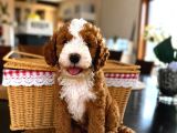 Mi̇cro Labradoodle Türki̇yede Tek