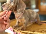 Mavi̇ Gözlü Dachshund Türki̇yede Eşi̇ Yok
