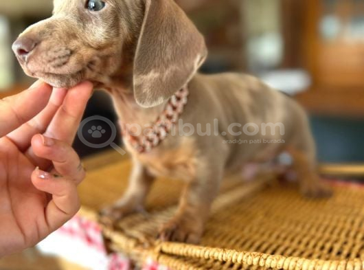 Mavi̇ Gözlü Dachshund Türki̇yede Eşi̇ Yok görsel