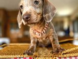 Mavi̇ Gözlü Dachshund Türki̇yede Eşi̇ Yok