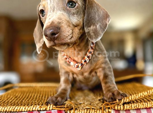 MAVİ GÖZLÜ DACHSHUND TÜRKİYEDE EŞİ YOK