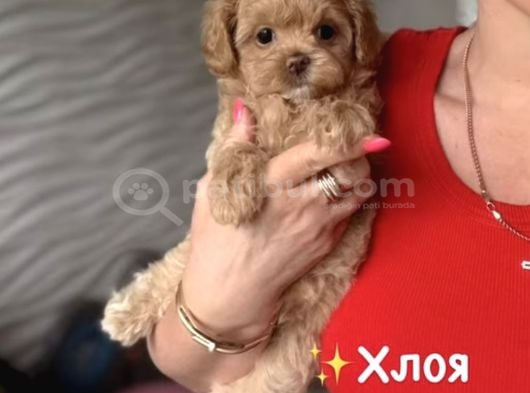 Kahve Tonlu Malti̇poo Ci̇nsi̇ Yavrular görsel