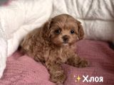 Kahve Tonlu Malti̇poo Ci̇nsi̇ Yavrular