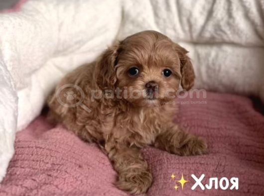 Kahve Tonlu Malti̇poo Ci̇nsi̇ Yavrular görsel