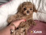Kahve Tonlu Malti̇poo Ci̇nsi̇ Yavrular