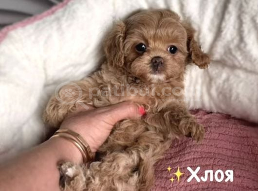Kahve Tonlu Malti̇poo Ci̇nsi̇ Yavrular görsel