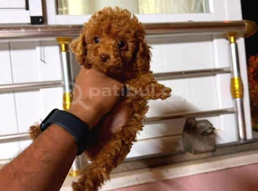 Kipkirmizi Red Toy Poodle Sevi̇mli̇ Yavrular
