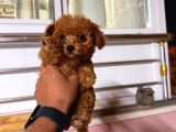 Kipkirmizi Red Toy Poodle Sevi̇mli̇ Yavrular