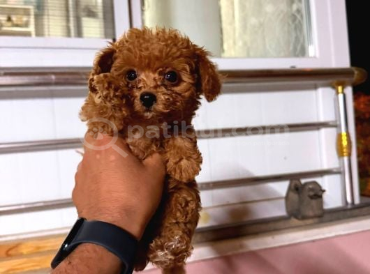 Kipkirmizi Red Toy Poodle Sevi̇mli̇ Yavrular görsel