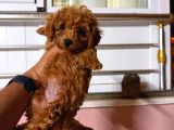 Kipkirmizi Red Toy Poodle Sevi̇mli̇ Yavrular