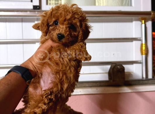 Kipkirmizi Red Toy Poodle Sevi̇mli̇ Yavrular görsel