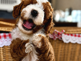 Mi̇cro Labradoodle Türki̇yede Tek