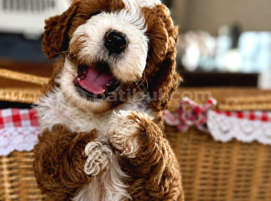 Mi̇cro Labradoodle Türki̇yede Tek görsel