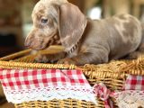 Mavi̇ Gözlü Dachshund Türki̇yede Eşi̇ Yok