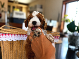 Mi̇cro Labradoodle Türki̇yede Tek