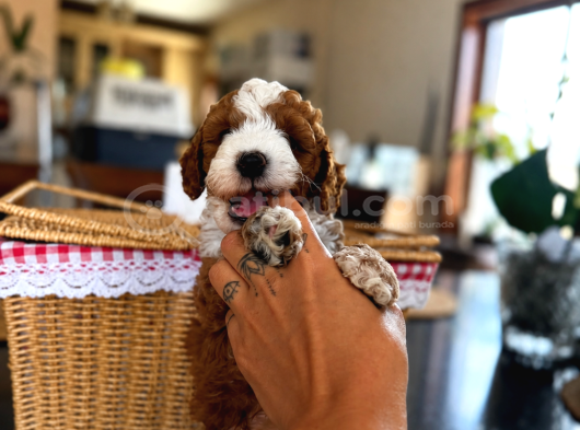 Mi̇cro Labradoodle Türki̇yede Tek görsel
