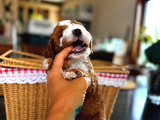 Mi̇cro Labradoodle Türki̇yede Tek