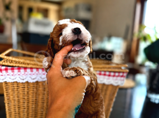 Mi̇cro Labradoodle Türki̇yede Tek görsel