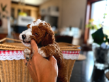 Mi̇cro Labradoodle Türki̇yede Tek