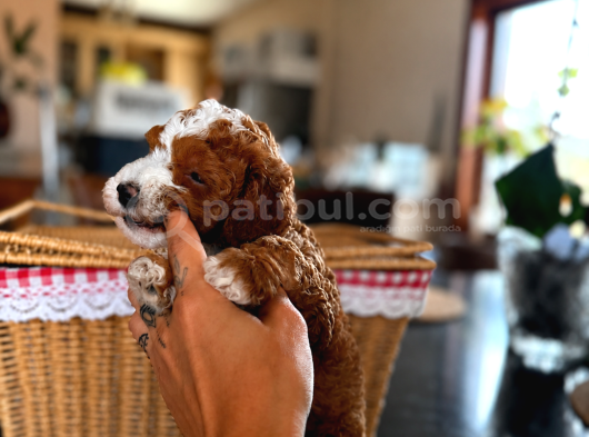 Mi̇cro Labradoodle Türki̇yede Tek görsel