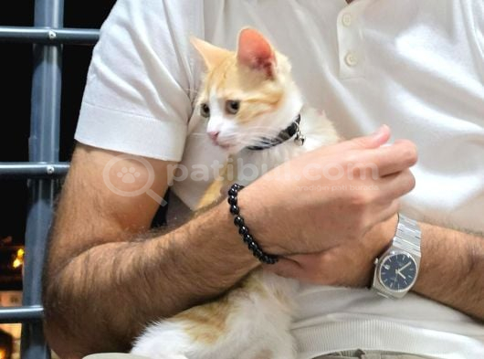 Uysal Kadim Minnoşa Yuva Arıyorum görsel