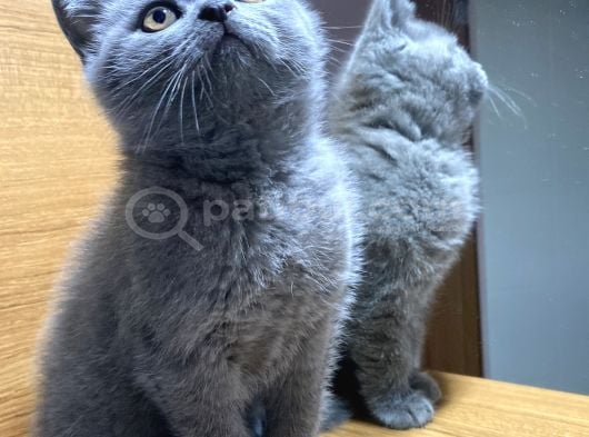 British Shorthair Blue Yavru görsel