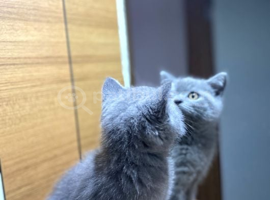 British Shorthair Blue Yavru görsel