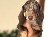 Egzoti̇k Dacshund Bebekleri̇mi̇z Çi̇ftli̇ği̇mi̇zden
