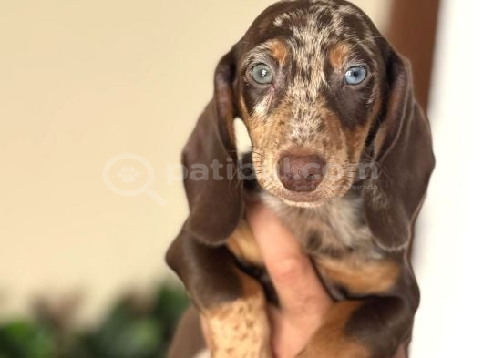 Egzoti̇k Dacshund Bebekleri̇mi̇z Çi̇ftli̇ği̇mi̇zden