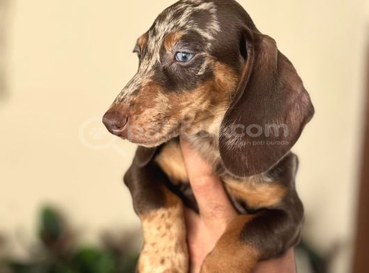 Egzoti̇k Dacshund Bebekleri̇mi̇z Çi̇ftli̇ği̇mi̇zden görsel