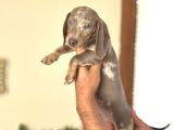 Egzoti̇k Dacshund Bebekleri̇mi̇z Çi̇ftli̇ği̇mi̇zden
