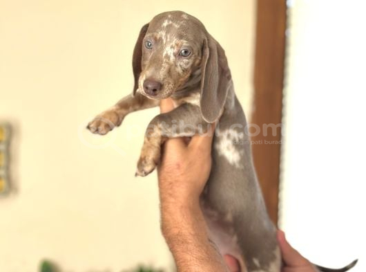 Egzoti̇k Dacshund Bebekleri̇mi̇z Çi̇ftli̇ği̇mi̇zden görsel
