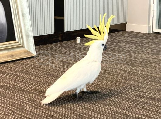 Eği̇ti̇mli̇ Konuşan Sülfür Kakadu Papağanimiz görsel