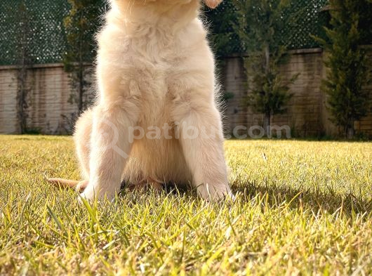 Golden Retri̇ever Yavrulari İstanbul görsel