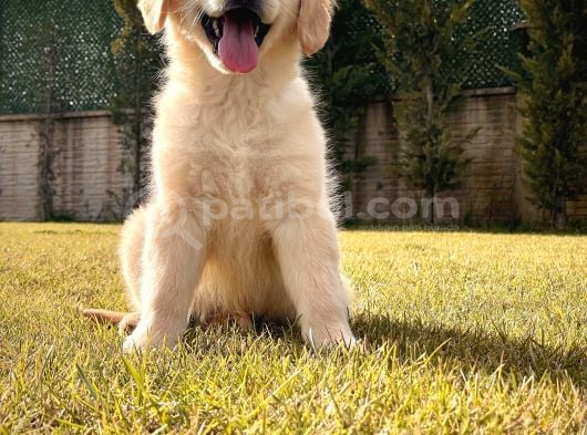 Golden Retri̇ever Yavrulari İstanbul görsel