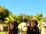 Tüm Renklerde Labrador Retri̇ever Bebekler