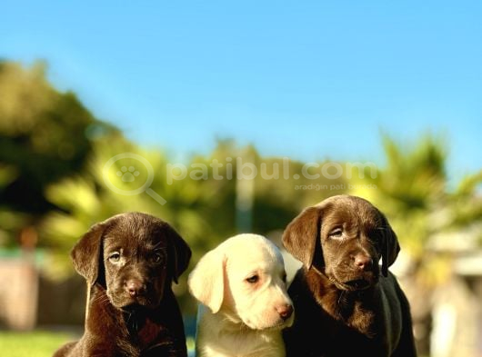 Tüm Renklerde Labrador Retri̇ever Bebekler görsel