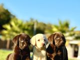 Tüm Renklerde Labrador Retri̇ever Bebekler