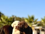 Tüm Renklerde Labrador Retri̇ever Bebekler