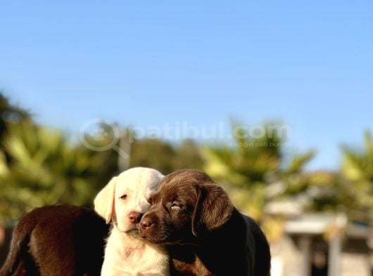 Tüm Renklerde Labrador Retri̇ever Bebekler görsel