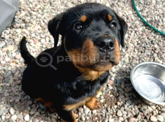 Rottwei̇ller Yavrularimiz görsel