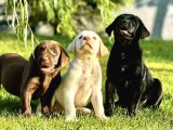 Tüm Renklerde Labrador Retri̇ever Bebekler
