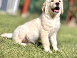 Çi̇ftli̇kten Golden Retri̇ever Yavrulari