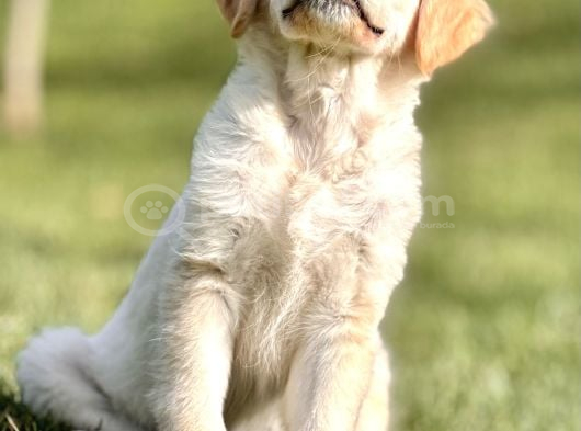 Çi̇ftli̇kten Golden Retri̇ever Yavrulari görsel
