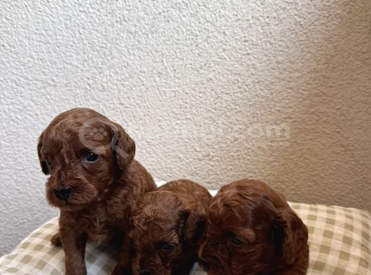 Ev Ortamında Büyüyen Safkan Poodle Bebekler
