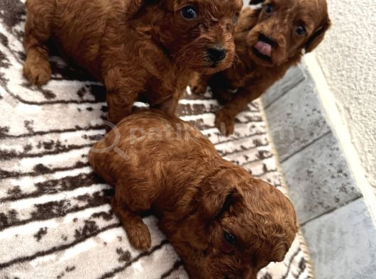 Ev Ortamında Büyüyen Safkan Poodle Bebekler görsel